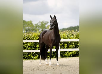 Hannoveriano, Caballo castrado, 3 años, 174 cm, Negro