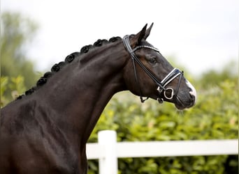 Hannoveriano, Caballo castrado, 3 años, 174 cm, Negro