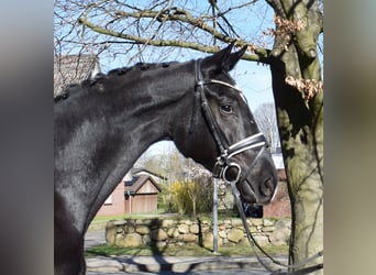 Hannoveriano, Caballo castrado, 3 años, 174 cm, Negro