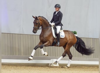 Hannoveriano, Caballo castrado, 3 años, 175 cm, Castaño