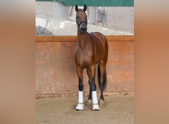 Hannoveriano, Caballo castrado, 3 años, 175 cm, Castaño