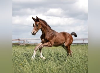 Hannoveriano, Caballo castrado, 3 años, 175 cm, Castaño