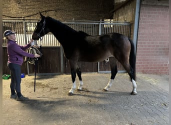 Hannoveriano, Caballo castrado, 3 años, 175 cm, Castaño