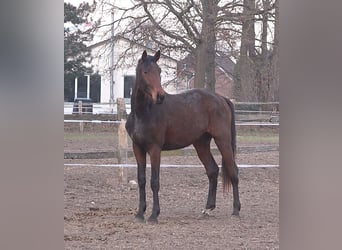 Hannoveriano, Caballo castrado, 3 años, 175 cm, Castaño oscuro