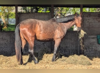 Hannoveriano, Caballo castrado, 3 años, 175 cm, Castaño oscuro