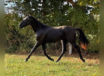 Hannoveriano, Caballo castrado, 3 años, 175 cm, Negro