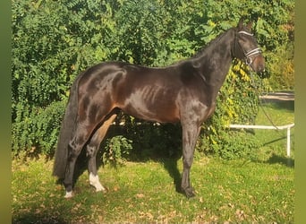 Hannoveriano, Caballo castrado, 3 años, 177 cm, Castaño oscuro