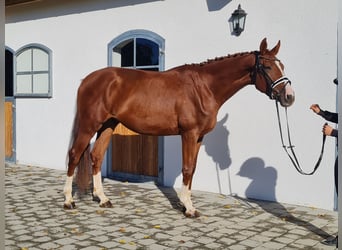Hannoveriano, Caballo castrado, 3 años, 178 cm, Alazán