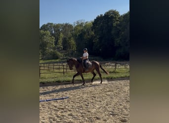 Hannoveriano, Caballo castrado, 3 años, 178 cm, Castaño