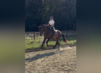 Hannoveriano, Caballo castrado, 3 años, 178 cm, Castaño