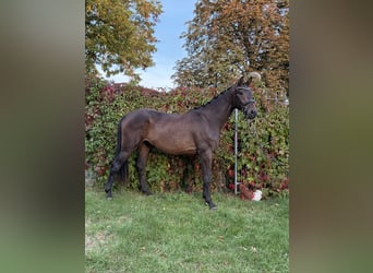 Hannoveriano, Caballo castrado, 3 años, 178 cm, Castaño