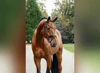 Hannoveriano, Caballo castrado, 3 años, 179 cm, Castaño