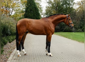 Hannoveriano, Caballo castrado, 3 años, 179 cm, Castaño