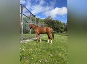 Hannoveriano, Caballo castrado, 3 años, 180 cm, Alazán-tostado