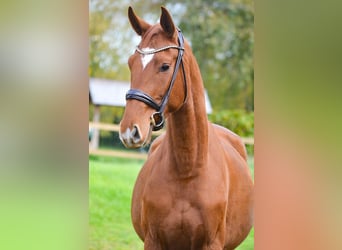 Hannoveriano, Caballo castrado, 3 años, Alazán