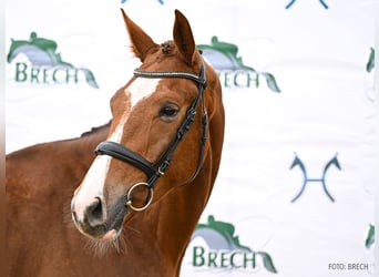 Hannoveriano, Caballo castrado, 3 años, Alazán-tostado