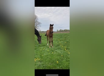 Hannoveriano, Caballo castrado, 3 años, Castaño oscuro