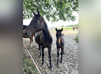 Hannoveriano, Caballo castrado, 3 años, Castaño oscuro