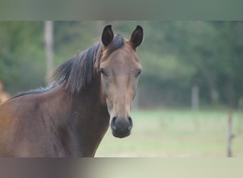 Hannoveriano, Caballo castrado, 3 años, Castaño oscuro