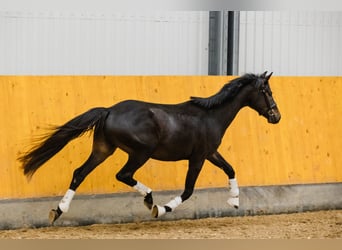 Hannoveriano, Caballo castrado, 3 años, Castaño oscuro