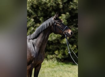 Hannoveriano, Caballo castrado, 3 años, Castaño oscuro