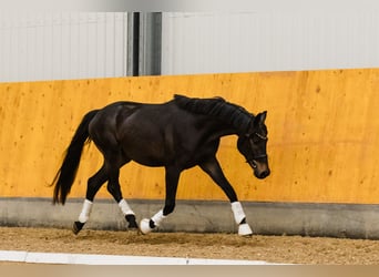 Hannoveriano, Caballo castrado, 3 años, Castaño oscuro