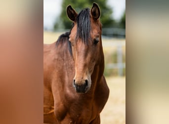 Hannoveriano, Caballo castrado, 3 años, Castaño rojizo