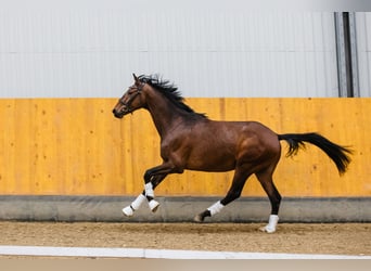 Hannoveriano, Caballo castrado, 3 años, Castaño rojizo