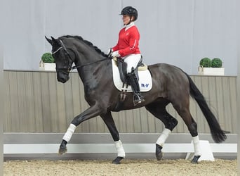 Hannoveriano, Caballo castrado, 3 años, Negro