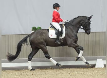 Hannoveriano, Caballo castrado, 3 años, Negro