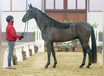 Hannoveriano, Caballo castrado, 3 años, Negro