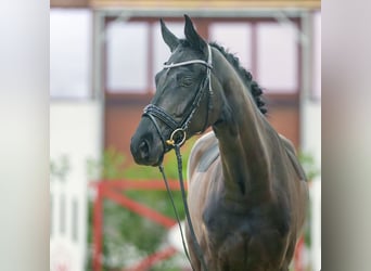 Hannoveriano, Caballo castrado, 3 años, Negro