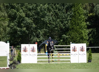 Hannoveriano, Caballo castrado, 4 años, 153 cm, Tordo