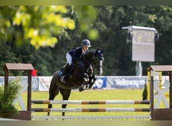 Hannoveriano, Caballo castrado, 4 años, 153 cm, Tordo