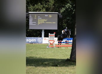 Hannoveriano, Caballo castrado, 4 años, 153 cm, Tordo