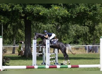 Hannoveriano, Caballo castrado, 4 años, 153 cm, Tordo