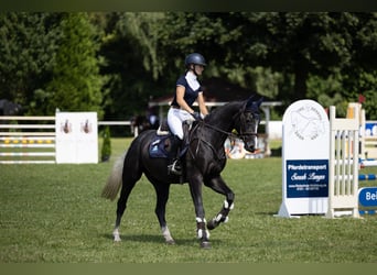 Hannoveriano, Caballo castrado, 4 años, 153 cm, Tordo