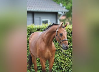 Hannoveriano, Caballo castrado, 4 años, 156 cm, Castaño