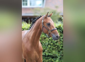 Hannoveriano, Caballo castrado, 4 años, 156 cm, Castaño