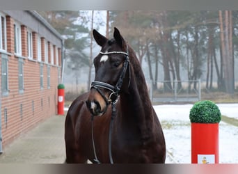 Hannoveriano, Caballo castrado, 4 años, 157 cm, Castaño oscuro