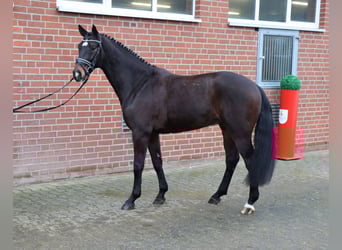 Hannoveriano, Caballo castrado, 4 años, 157 cm, Castaño oscuro