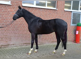 Hannoveriano, Caballo castrado, 4 años, 157 cm, Negro