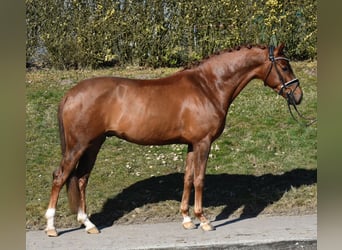 Hannoveriano, Caballo castrado, 4 años, 158 cm, Alazán