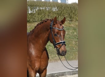Hannoveriano, Caballo castrado, 4 años, 158 cm, Alazán