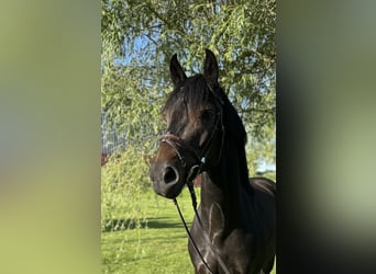 Hannoveriano, Caballo castrado, 4 años, 158 cm, Morcillo