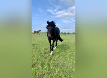 Hannoveriano, Caballo castrado, 4 años, 158 cm, Morcillo