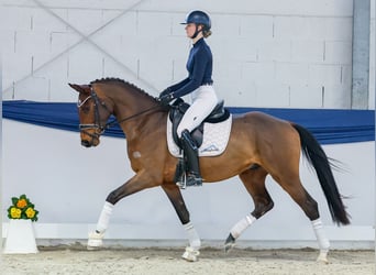 Hannoveriano, Caballo castrado, 4 años, 159 cm, Castaño