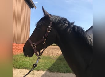 Hannoveriano, Caballo castrado, 4 años, 160 cm, Morcillo