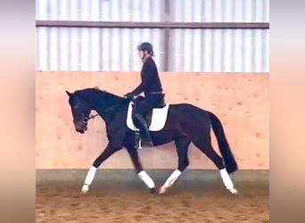 Hannoveriano, Caballo castrado, 4 años, 160 cm, Morcillo