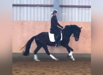 Hannoveriano, Caballo castrado, 4 años, 160 cm, Morcillo